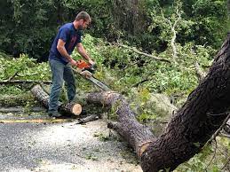 Tree and Shrub Care in Mantua, VA